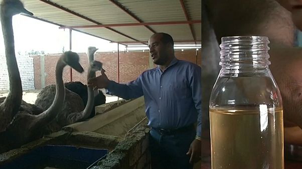 يقول مربون وأطباء إن طيور النعام فيها كنز كله فوائد لصحة الإنسان يقول مربون وأطباء إن طيور النعام فيها كنز كله فوائد لصحة الإنسان