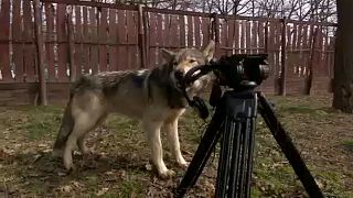 Világsztárok keresik a gödöllői farkasok társaságát