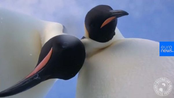 Történelmi pingvinszelfi Történelmi pingvinszelfi