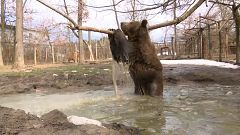 В шкуре актера