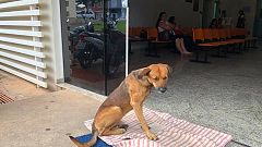 Faithful mutt waits months at Sao Paulo hospital for dead owner to return 