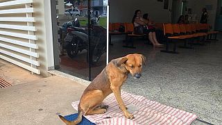 Faithful mutt waits months at Sao Paulo hospital for dead owner to return