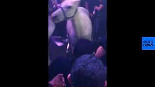 Video: Nightclub slammed after horse taken onto dancefloor