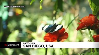 آلاف الفراشات ذات الألوان المتعددة تبهر زوار حديقة سان دييغو بكاليفورنيا