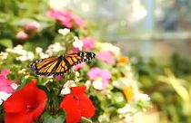 Καλιφόρνια: Η «ζούγλα» με τις πεταλούδες στο Σαν Ντιέγκο