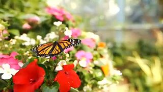 Καλιφόρνια: Η «ζούγλα» με τις πεταλούδες στο Σαν Ντιέγκο