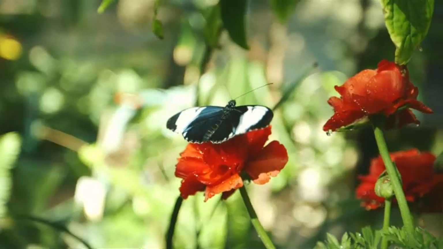 Uma selva de borboletas