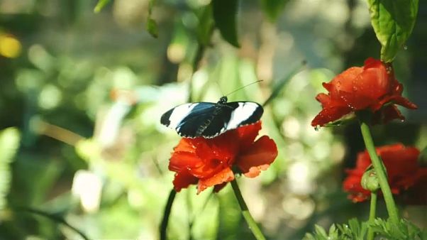 Uma selva de borboletas Uma selva de borboletas