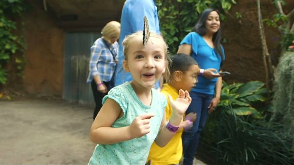 Butterflies flutter by in San Diego Butterflies flutter by in San Diego