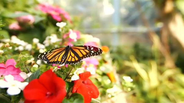Le farfalle di San Diego, un angolo di paradiso tropicale Le farfalle di San Diego, un angolo di paradiso tropicale