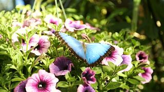 Знакомство с бабочками