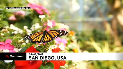San Diego Fluttering butterflies