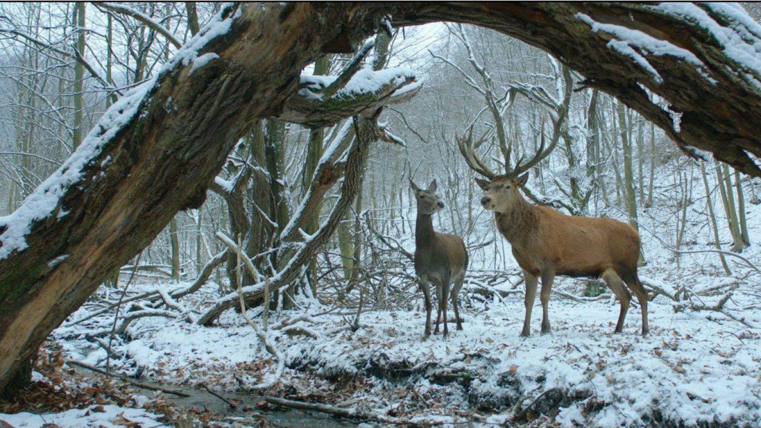 Újabb díjak a Testről és lélekről című filmnek