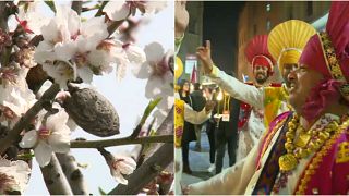 Mandorli e tradizioni: l'Unesco sfila ad Agrigento 