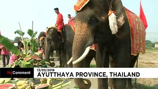 Journée de l'éléphant en Thaïlande