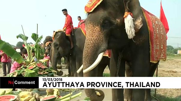Journée de l'éléphant en Thaïlande Journée de l'éléphant en Thaïlande