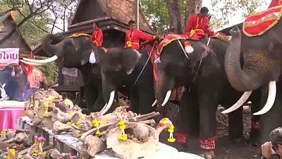 Thaiföld: Nemzeti Elefánt Nap