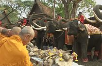 Tailandia celebra el día nacional del elefante