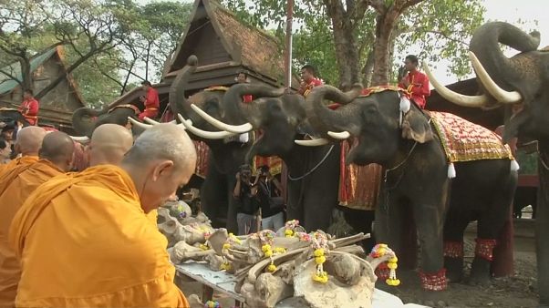 Tailandia celebra el día nacional del elefante Tailandia celebra el día nacional del elefante