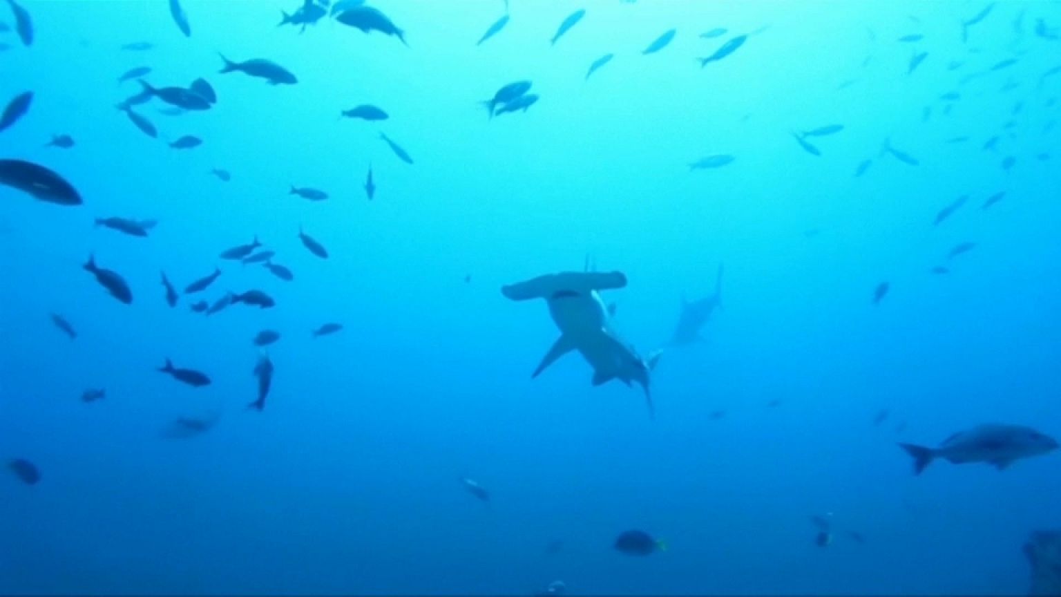 WWF: "il mondo ha la febbre"