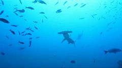 WWF: "il mondo ha la febbre"