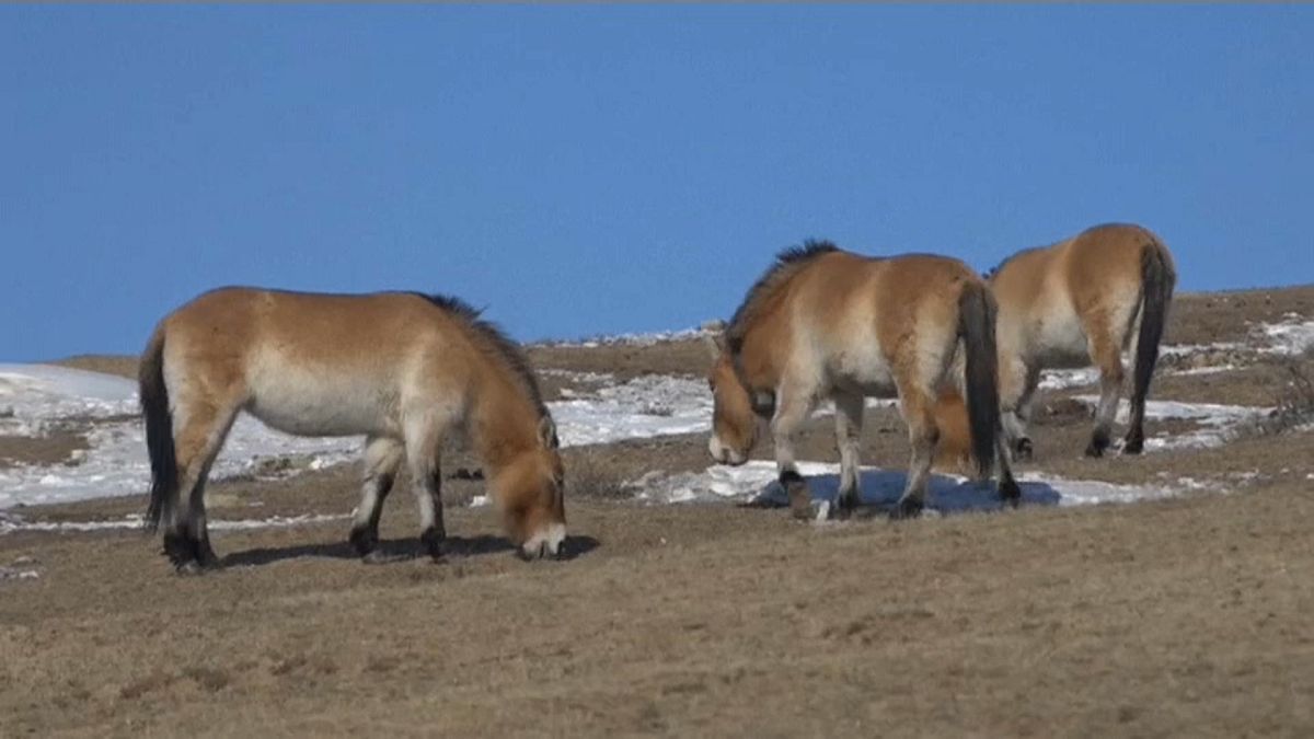 Soyu tükendi denilen atlar Moğolistan bozkırlarına geri döndü