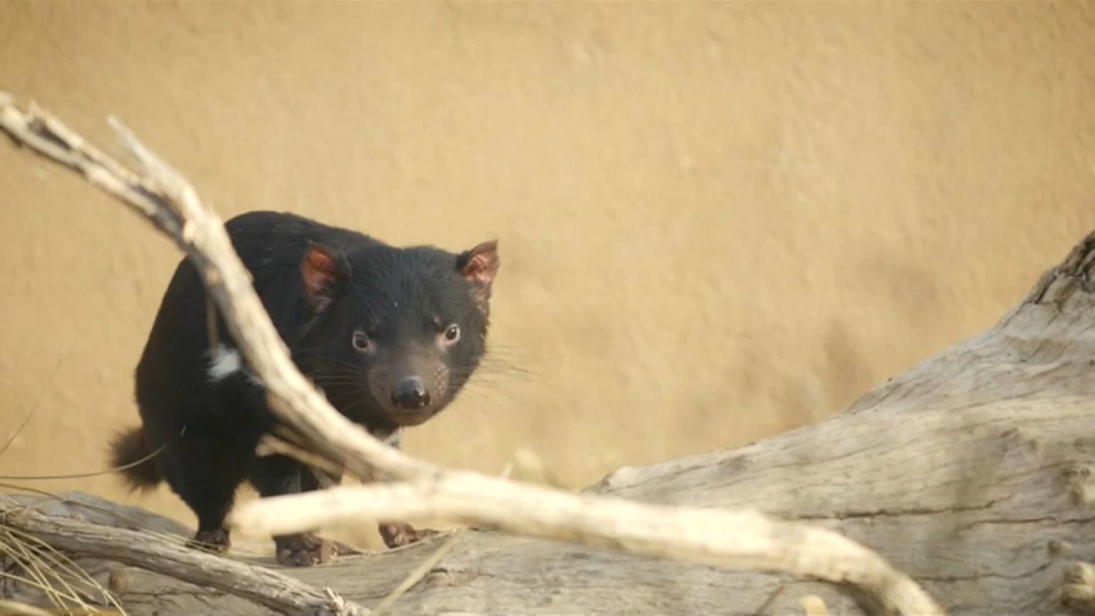 The species is listed as endangered due to the threat of extinction 