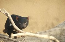 The species is listed as endangered due to the threat of extinction