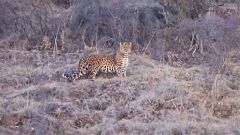 Leopárd a vadon