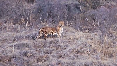 Seltener Leopard im Nordwesten Chinas gesichtet