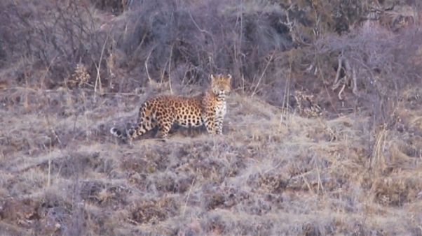 Seltener Leopard im Nordwesten Chinas gesichtet Seltener Leopard im Nordwesten Chinas gesichtet