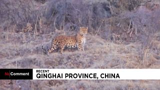 Vidéo rare d'un léopard sauvage