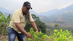 De la coca al cacao, una transición no exenta de riesgos