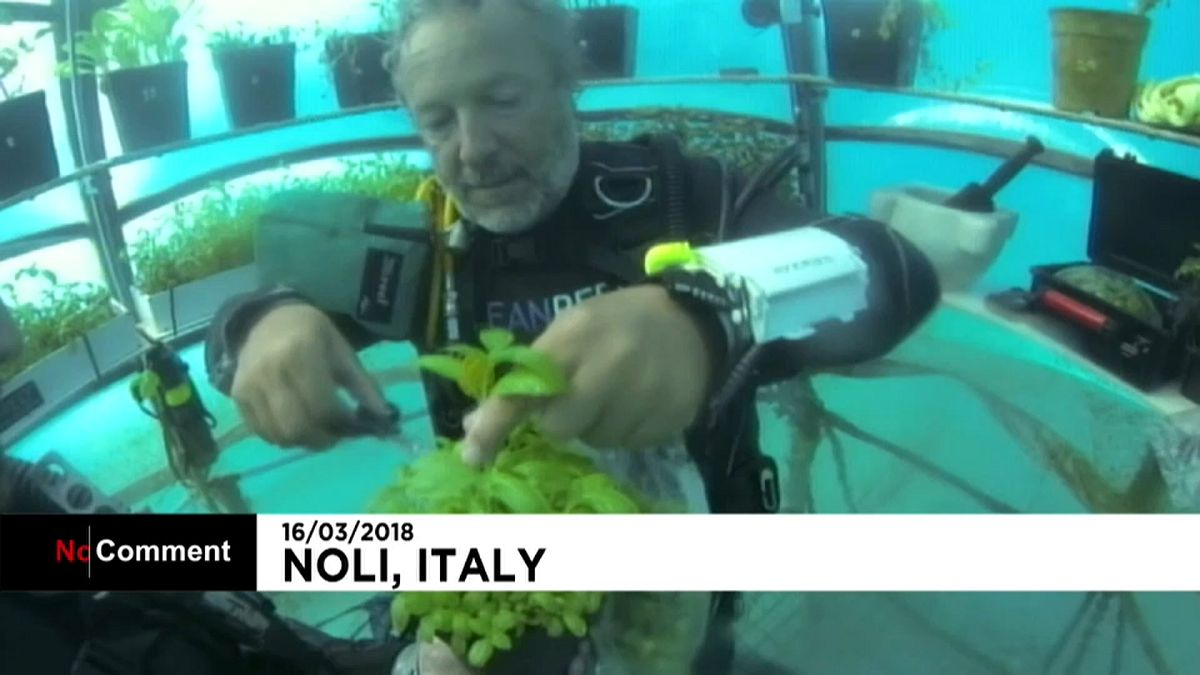 Un jardin potager sous-marin à l'essai en Italie