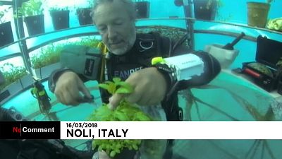 Un jardin potager sous-marin à l'essai en Italie