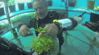 In Italia, la prima serra per la coltivazione subacquea