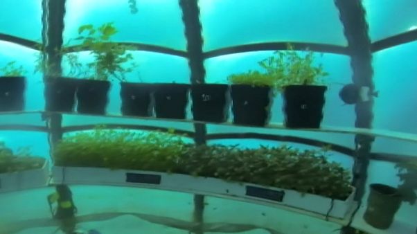 Estufas subaquáticas já são uma realidade Estufas subaquáticas já são uma realidade