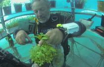 Underwater agriculture growing basil, lettuce and strawberries