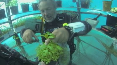 Underwater agriculture growing basil, lettuce and strawberries