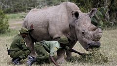 World’s last male northern white rhino dies 