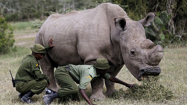 World’s last male northern white rhino dies World’s last male northern white rhino dies