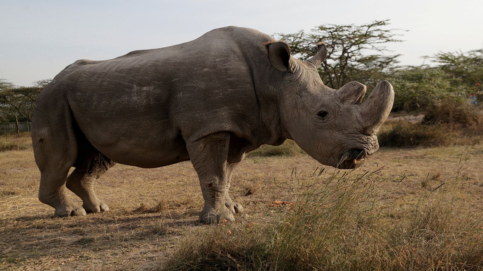 Letzter weisser Nashornbulle in Kenia