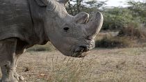 Morre o último rinoceronte-branco do norte macho do Mundo