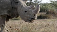Morre o último rinoceronte-branco do norte macho do Mundo