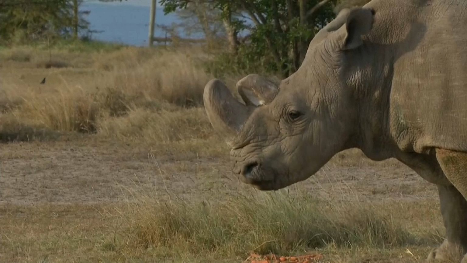 Sudan, le dernier mâle rhinocéros blanc du Nord est mort
