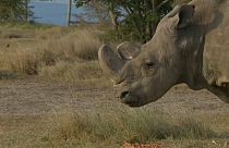 Sudan, le dernier mâle rhinocéros blanc du Nord est mort