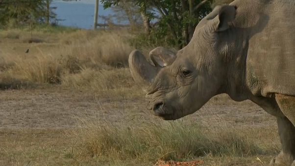 Sudan, le dernier mâle rhinocéros blanc du Nord est mort Sudan, le dernier mâle rhinocéros blanc du Nord est mort