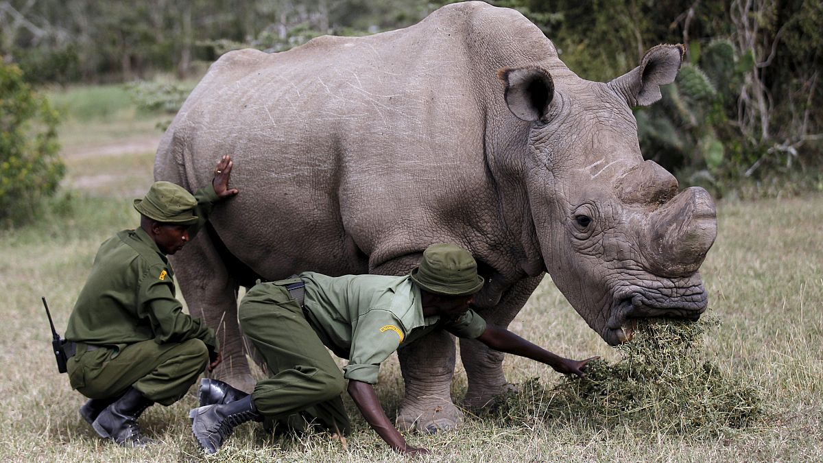 Muere el último macho de rinoceronte blanco del mundo
