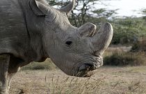 Elpusztult Sudan, az egyik orrszarvú-alfaj utolsó hímje