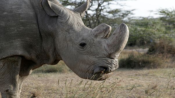 Elpusztult Sudan, az egyik orrszarvú-alfaj utolsó hímje Elpusztult Sudan, az egyik orrszarvú-alfaj utolsó hímje
